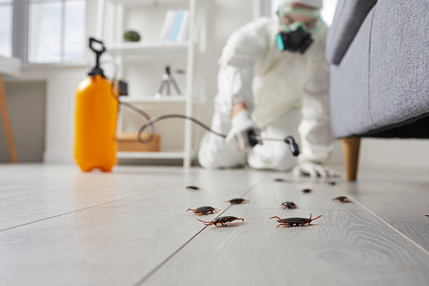 Post-Treatment Bed Bug Interceptor Monitoring in Tukwila